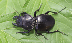 Photograph of adult ground beetle.